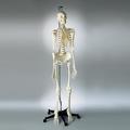 Denoyer-Geppert Anatomical Model, Prem Skltn w/Female Pelvis Hang up Mount S61F